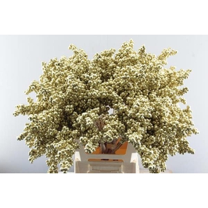 Peper Bes Op Stok Goud