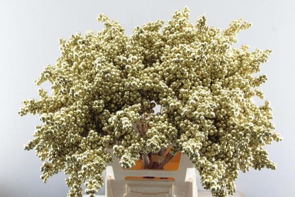 <h4>Peper Bes Op Stok Goud</h4>