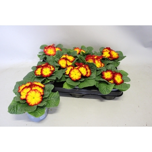 Primula acaulis Scarlet yellow