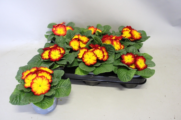 <h4>Primula acaulis Scarlet yellow</h4>