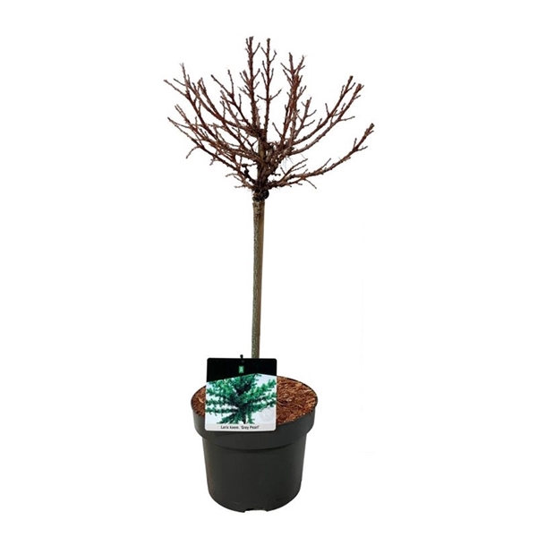 <h4>Larix kaempf. 'Grey Pearl'</h4>