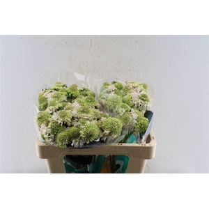 Scabiosa Focal Scoop Vanilla