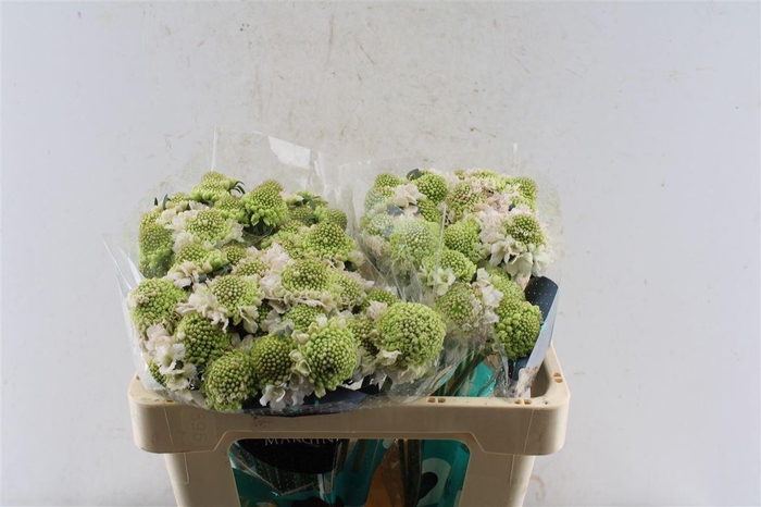 <h4>Scabiosa Focal Scoop Vanilla</h4>