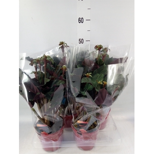 Calathea crocata 'Maravida'