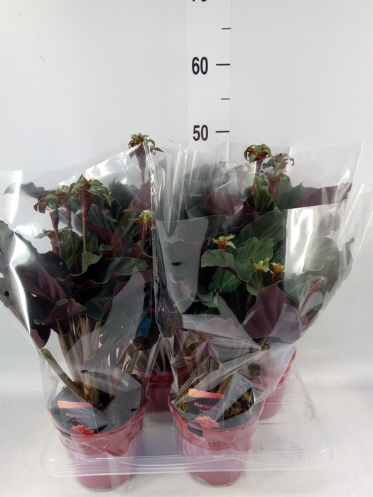 <h4>Calathea crocata 'Maravida'</h4>