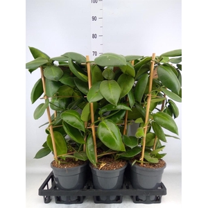 Hoya calycina 'Stargazer'