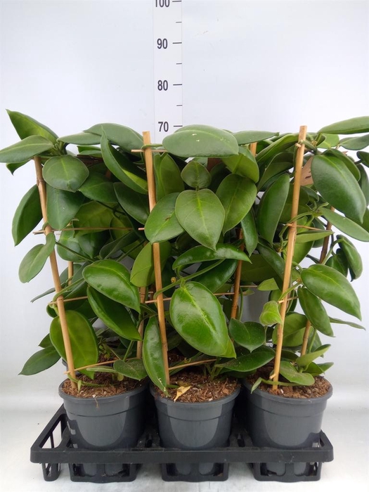 <h4>Hoya calycina 'Stargazer'</h4>