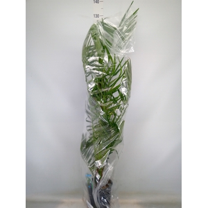 Phoenix canariensis