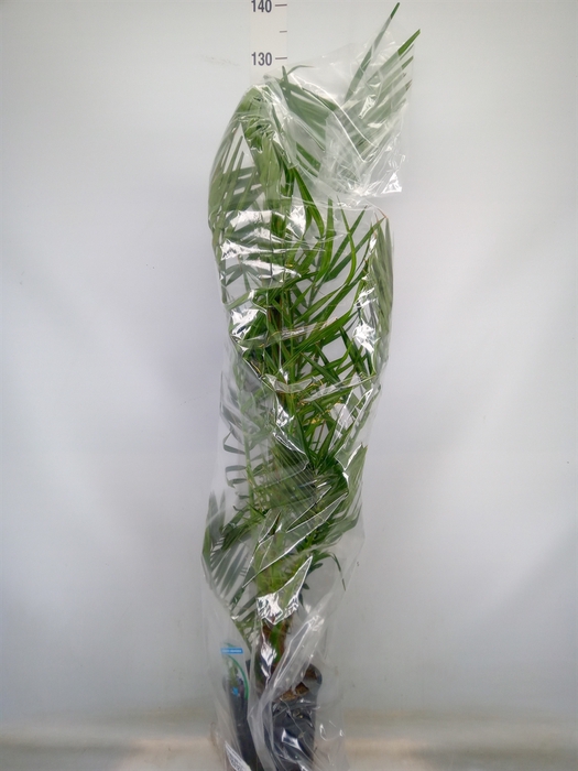 <h4>Phoenix canariensis</h4>