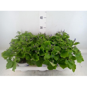 Pericallis cr. 'Senetti Violet Bic'