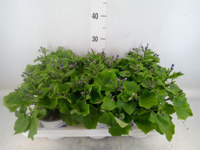 <h4>Pericallis cr. 'Senetti Violet Bic'</h4>