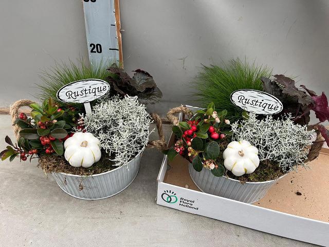 <h4>ARR TUINPLANTEN</h4>
