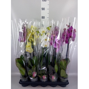 Phalaenopsis   ...mix  5