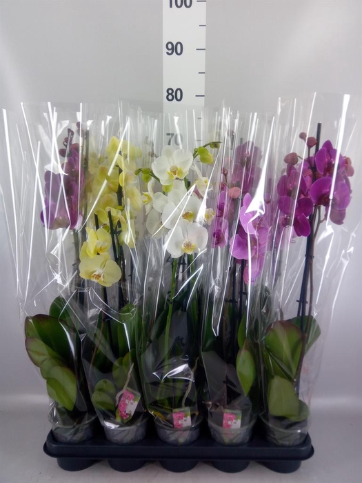 <h4>Phalaenopsis   ...mix  5</h4>