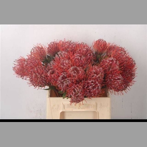 LEUCO SCARLET RIBBON
