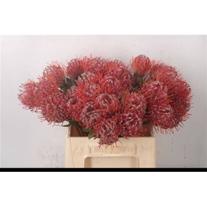 LEUCO SCARLET RIBBON