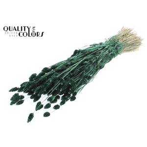 Phalaris per bunch Pearl Green