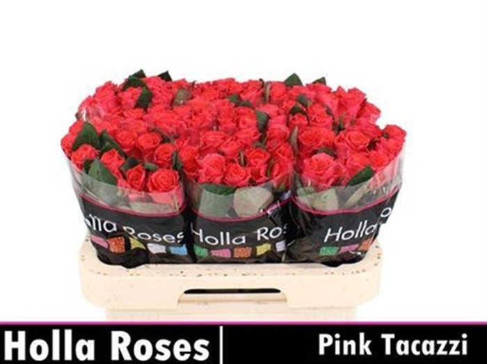 <h4>R Gr Pink Tacazzi+</h4>