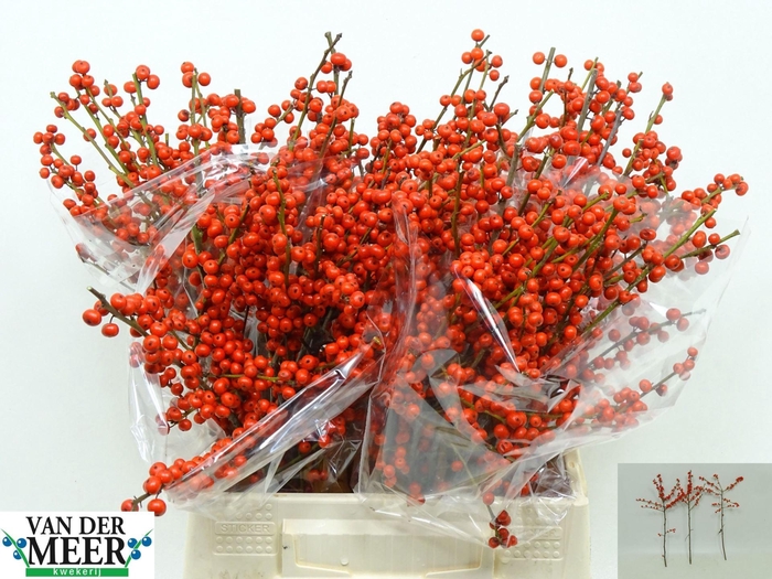 <h4>Ilex Vert. Rode Bes</h4>