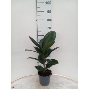 FIC EL ROBUSTA