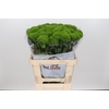 Dianthus Br Lady Ingreen