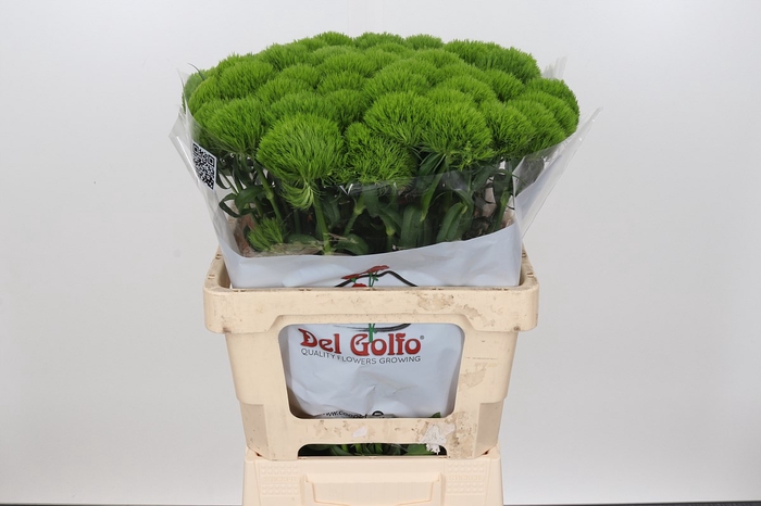 Dianthus Br Lady Ingreen