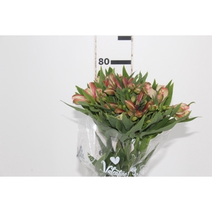 ALSTROEMERIA MILOS 080 CM