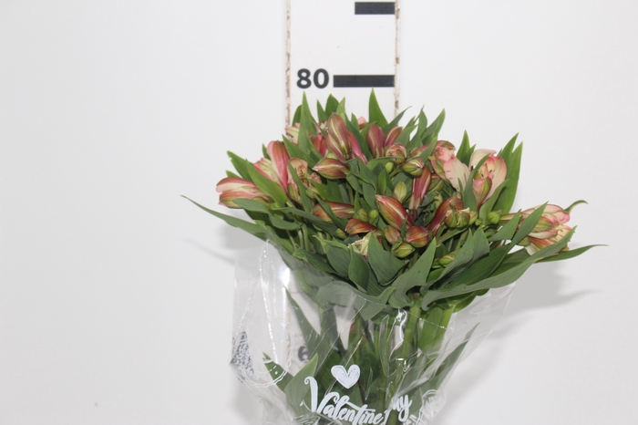 <h4>ALSTROEMERIA MILOS 080 CM</h4>