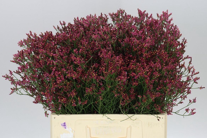 <h4>Lim. Sin Scar Diamond</h4>