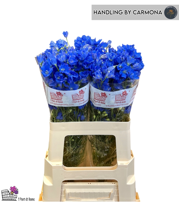 <h4>DELPH EN FASHION BLU</h4>