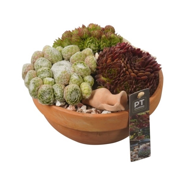 <h4>PTS2849 Arrangement Sempervivum in terracotta schaal</h4>