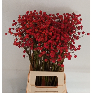 ROSA MAG AMAZING FAN