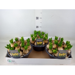 Hyacinthus orie.   ...