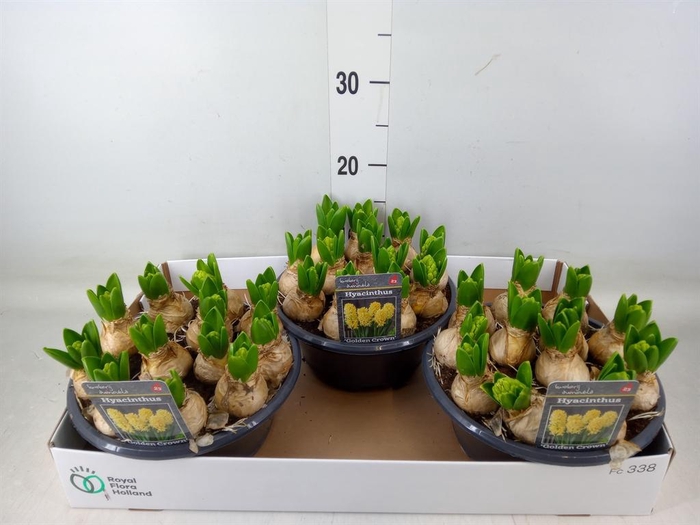 <h4>Hyacinthus orie.   ...</h4>