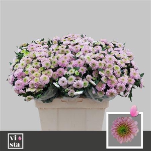 CHR T LETSGO PINK ANGEBOT