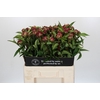 Paeonia Highlight
