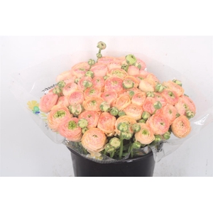 Ran.. Su Tuareg Extra X25