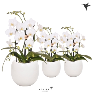 Kolibri Orchids Phalaenopsis Cascade Niagara Fall white 2 spike in Bowl pot