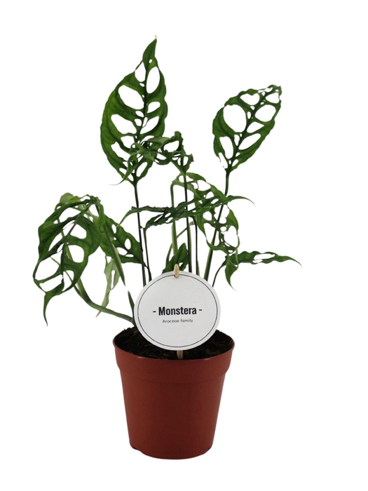 <h4>Monstera   ...</h4>