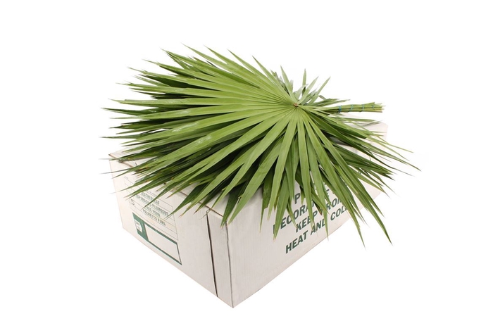 <h4>Palmetto X 15</h4>