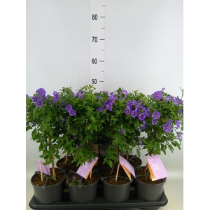 Lycianthes ran. 'Blue Fountain'