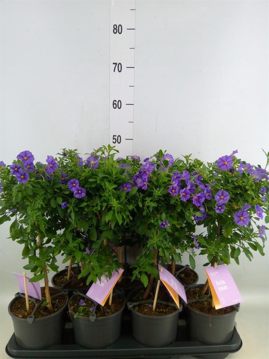 <h4>Lycianthes ran. 'Blue Fountain'</h4>