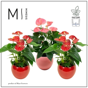 Mimesis Anthurium KARMA Red & Pink - Lisa Red & Pink