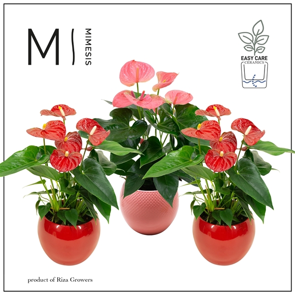 <h4>Mimesis Anthurium KARMA Red & Pink - Lisa Red & Pink</h4>