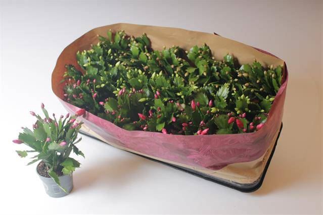 <h4>Schlumbergera gemengd 3 kleuren</h4>