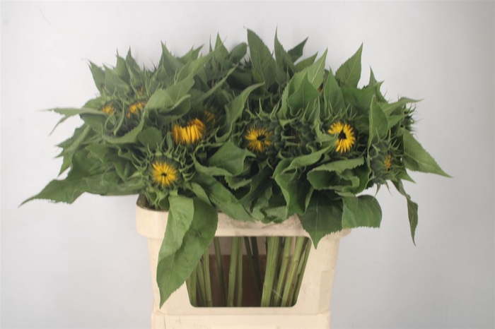 <h4>Helianthus Sunrich Orange</h4>