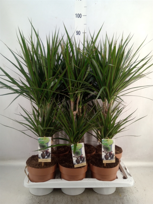 <h4>Dracaena marg.</h4>