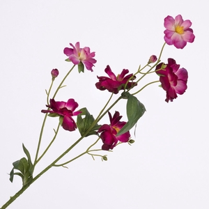 Ranunculus Butterfly Spray Beauty FL440264BEA