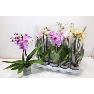 Phal Gem