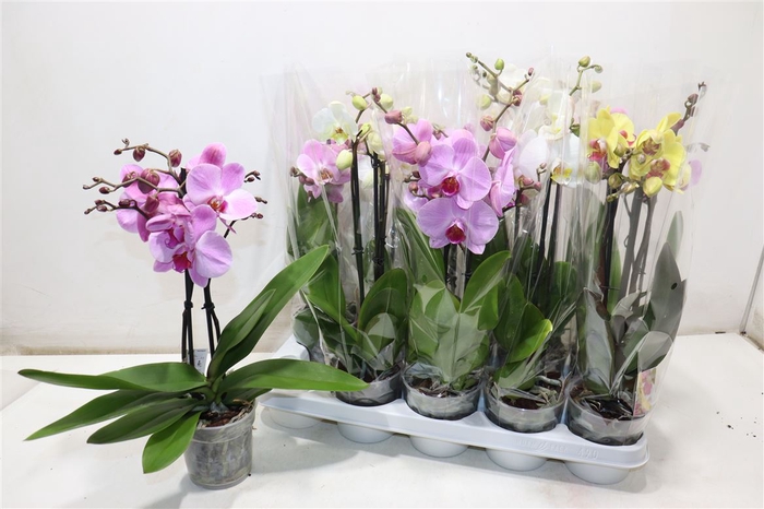 <h4>Phal Gem</h4>